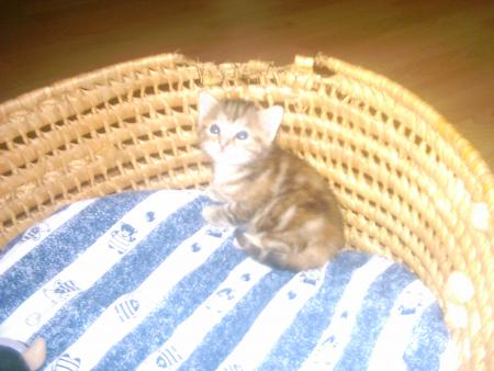 mimille